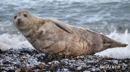 Более 130 мертвых тюленей нашли на побережье Каспийского моря в Казахстане