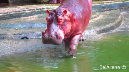 Почему бегемоты «потеют» загадочной красной жидкостью, похожей на кровь?